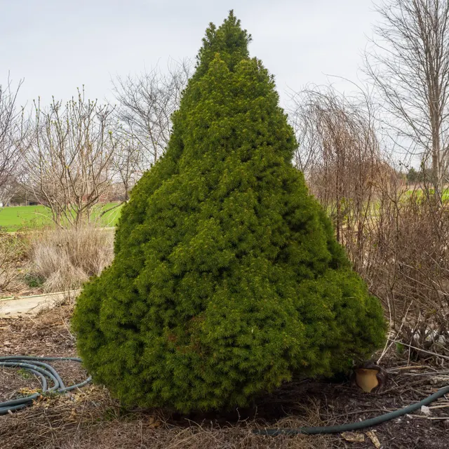 Picea glauca ‘Conica’ — katalog fotoğrafı