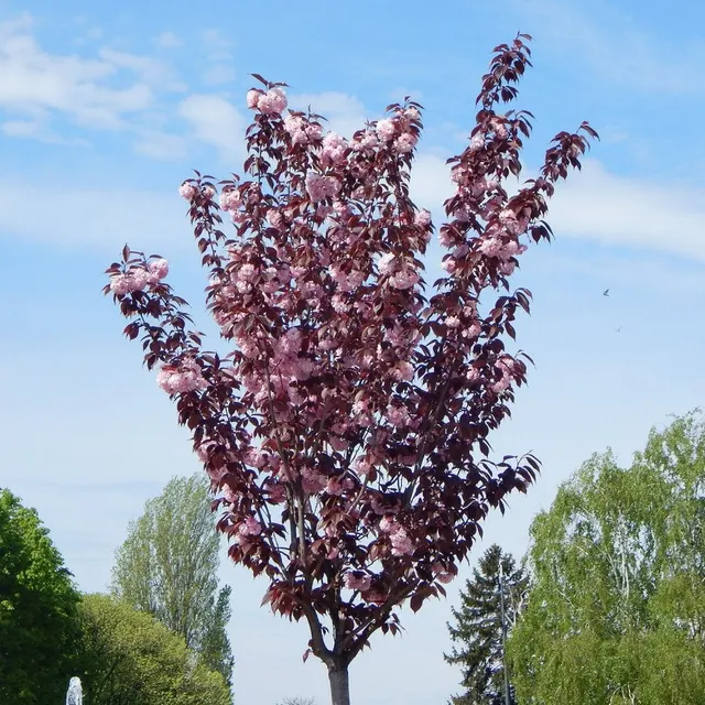 Prunus serrulata ‘Royal Burgundy’ — katalog fotoğrafı