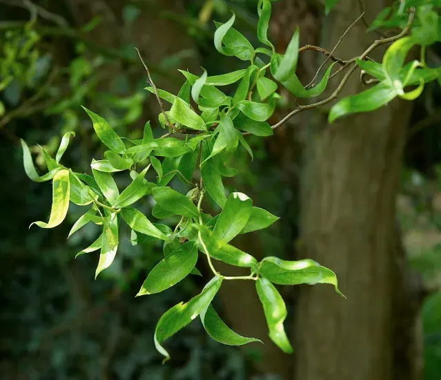 Salix matsudana ‘Tortuosa’ — katalog fotoğrafı