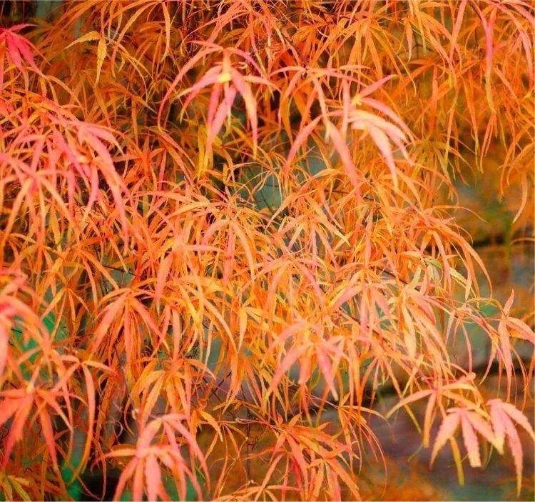 Acer palmatum ‘Koto no ito’ — katalog fotoğrafı