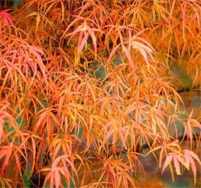 Acer palmatum ‘Koto no ito’ — katalog fotoğrafı