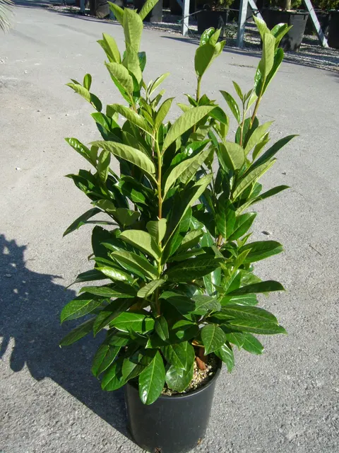 Prunus laurocerasus ‘Novita’ — katalog fotoğrafı