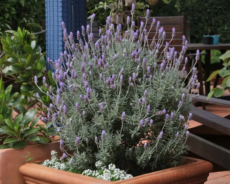 Lavandula dentata — katalog fotoğrafı