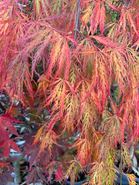 Acer palmatum dissectum ‘Ornatum’ — katalog fotoğrafı