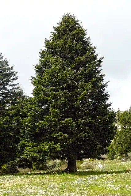 Abies cilicica — katalog fotoğrafı