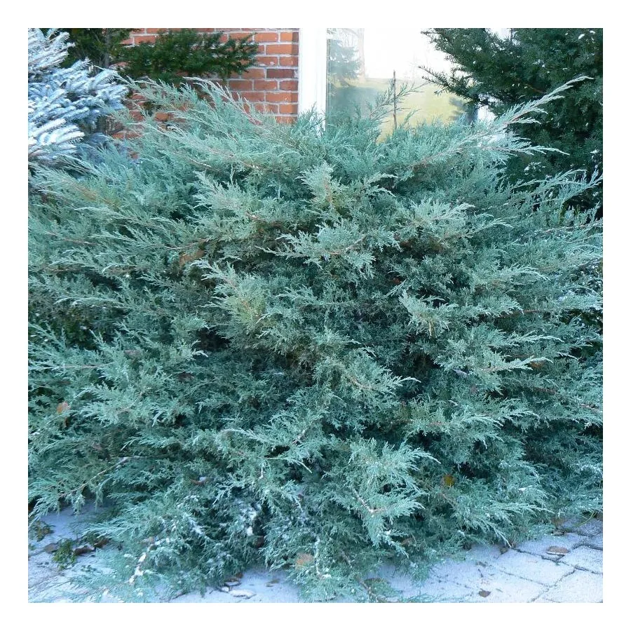 Juniperus × media ‘Pfitzeriana’ — katalog fotoğrafı