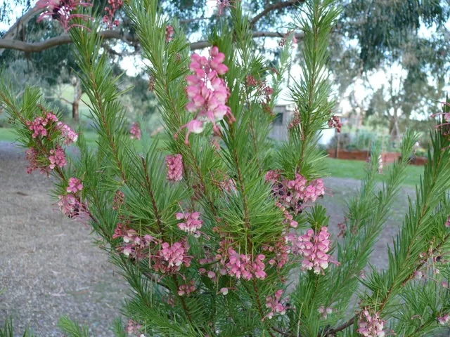 Grevillea rosmarinifolia — katalog fotoğrafı