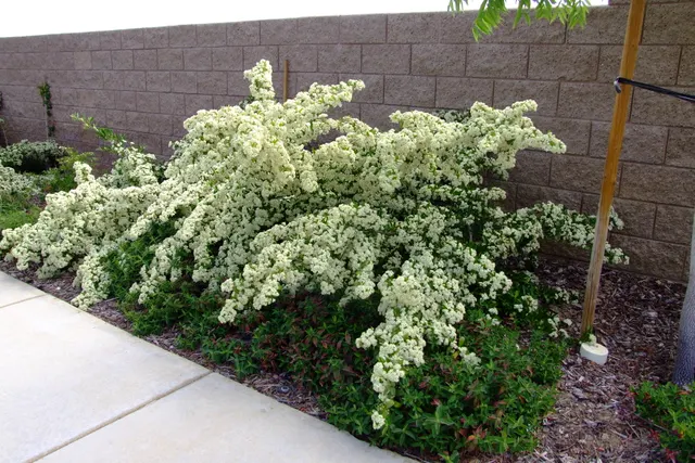 Pyracantha coccinea — katalog fotoğrafı