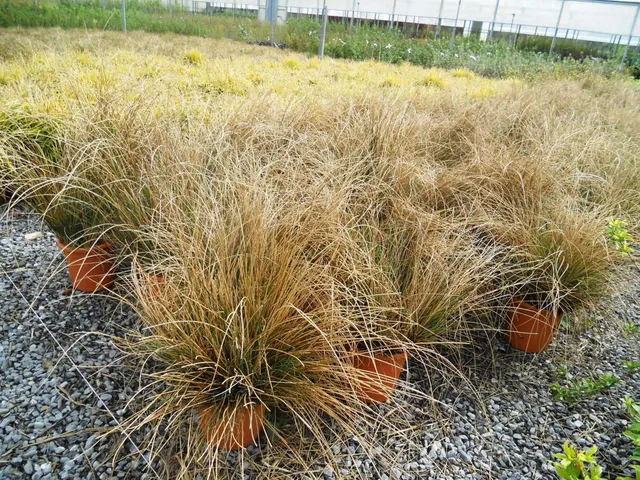 Juncus inflexus ‘Glaucus’ — katalog fotoğrafı