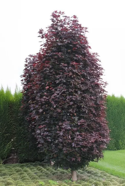 Acer platanoides ‘Crimson Sentry’ — katalog fotoğrafı
