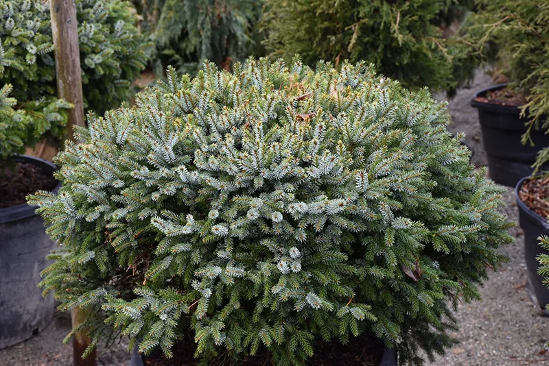 Picea omorika ‘Nana’ — katalog fotoğrafı
