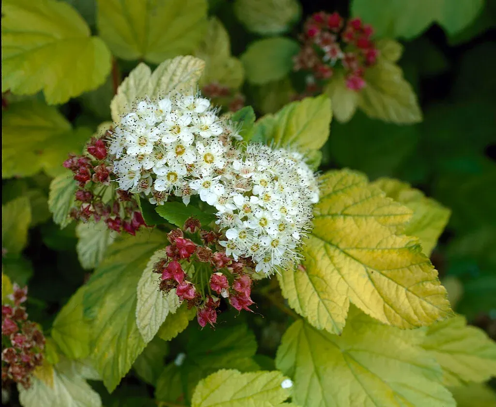 Physocarpus opulifolius ‘Dart’s Gold’ — katalog fotoğrafı