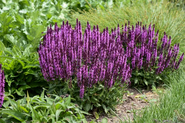 Salvia nemorosa — katalog fotoğrafı