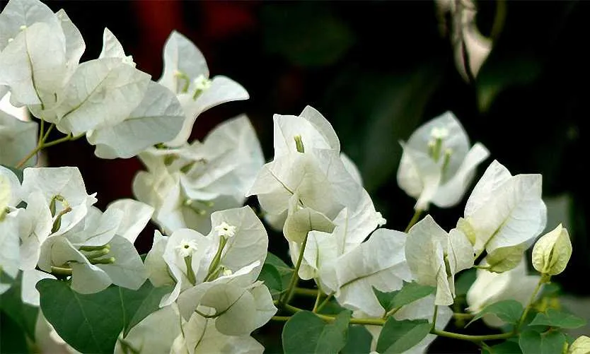 Bougainvillea × buttiana ‘Jamaica White’ — katalog fotoğrafı
