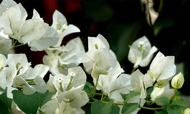 Bougainvillea × buttiana ‘Jamaica White’ — katalog fotoğrafı