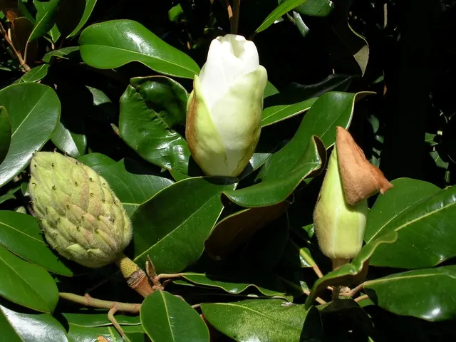 Magnolia grandiflora ‘Gallisoniensis’ — katalog fotoğrafı