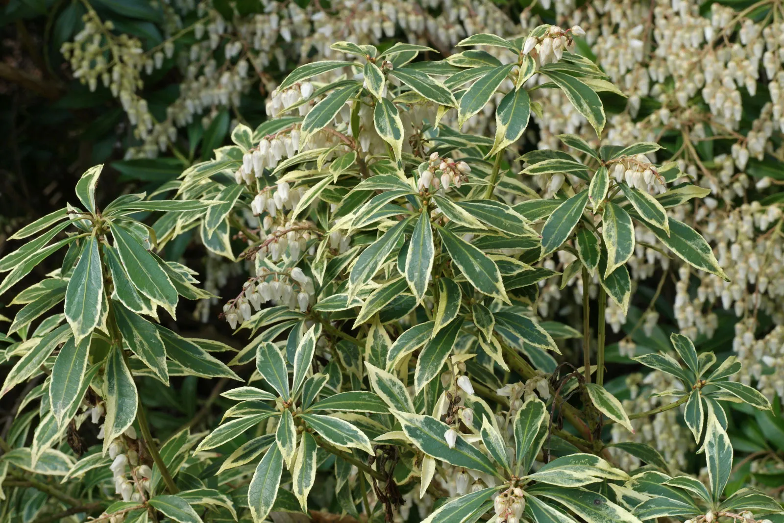 Pieris japonica ‘Variegata’ — katalog fotoğrafı