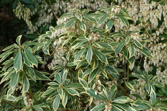 Pieris japonica ‘Variegata’ — katalog fotoğrafı