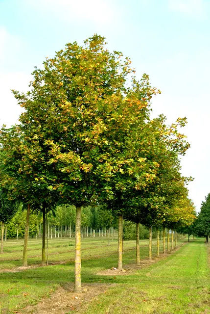 Acer campestre — katalog fotoğrafı