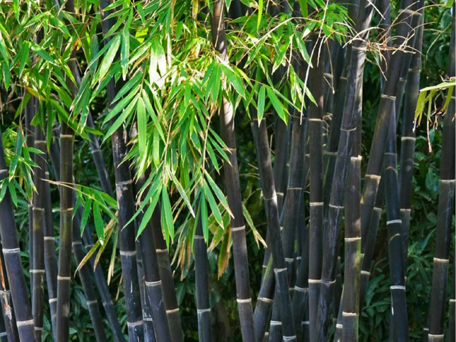 Phyllostachys nigra — katalog fotoğrafı