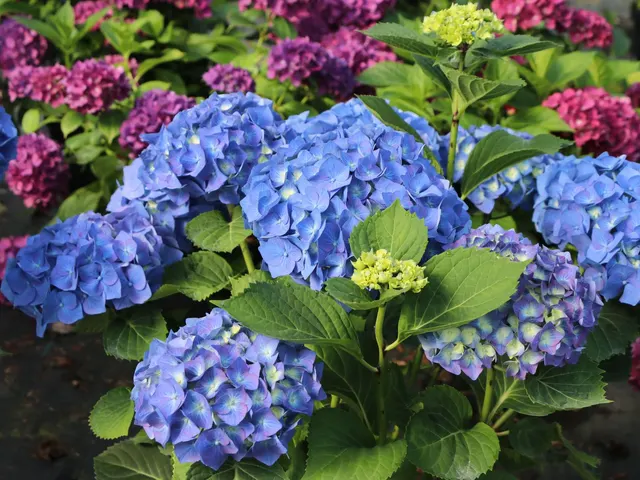 Hydrangea macrophylla ‘Bela’ — katalog fotoğrafı
