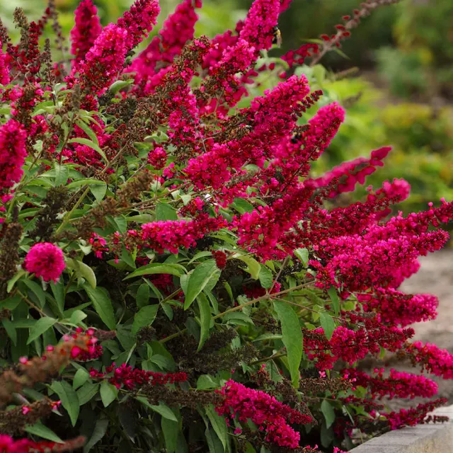 Buddleja davidii ‘Royal Red’ — katalog fotoğrafı