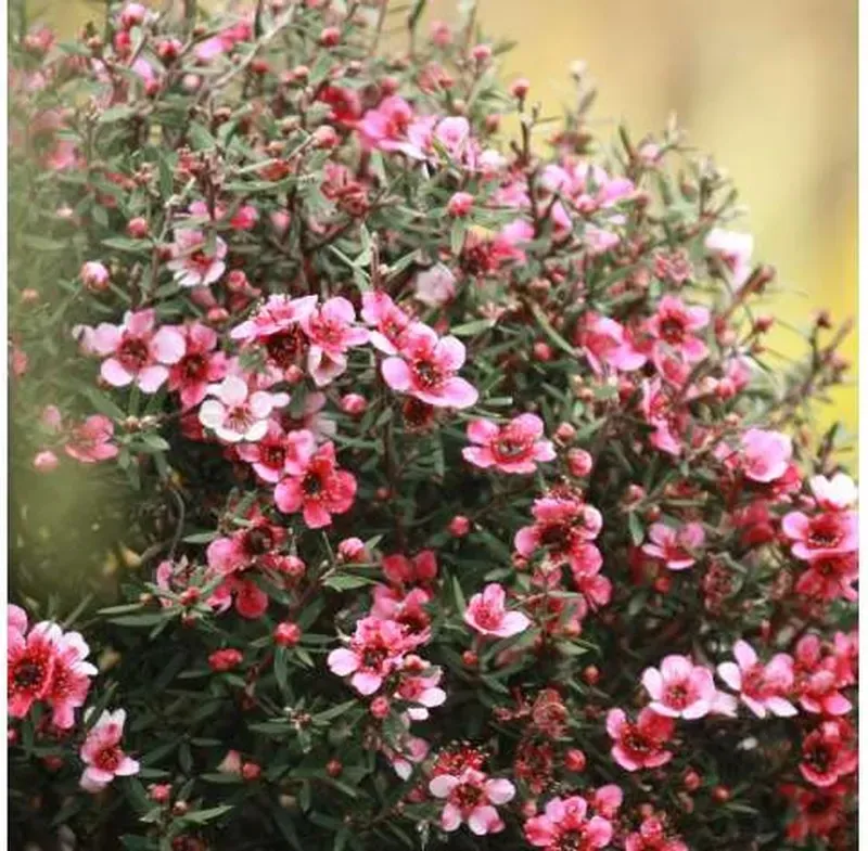 Leptospermum scoparium — katalog fotoğrafı