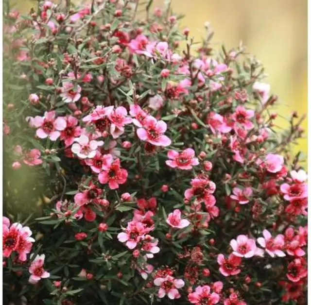Leptospermum scoparium — katalog fotoğrafı
