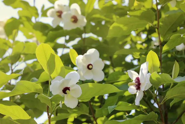 Magnolia sieboldii — katalog fotoğrafı