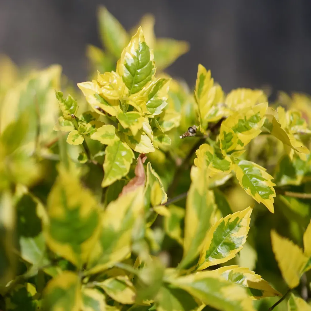 Duranta erecta ‘Gold Edge’ — katalog fotoğrafı