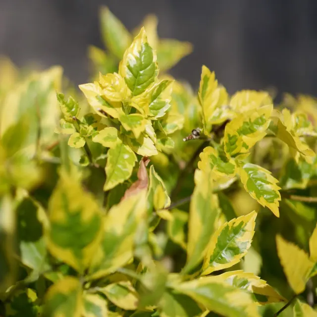 Duranta erecta ‘Gold Edge’ — katalog fotoğrafı