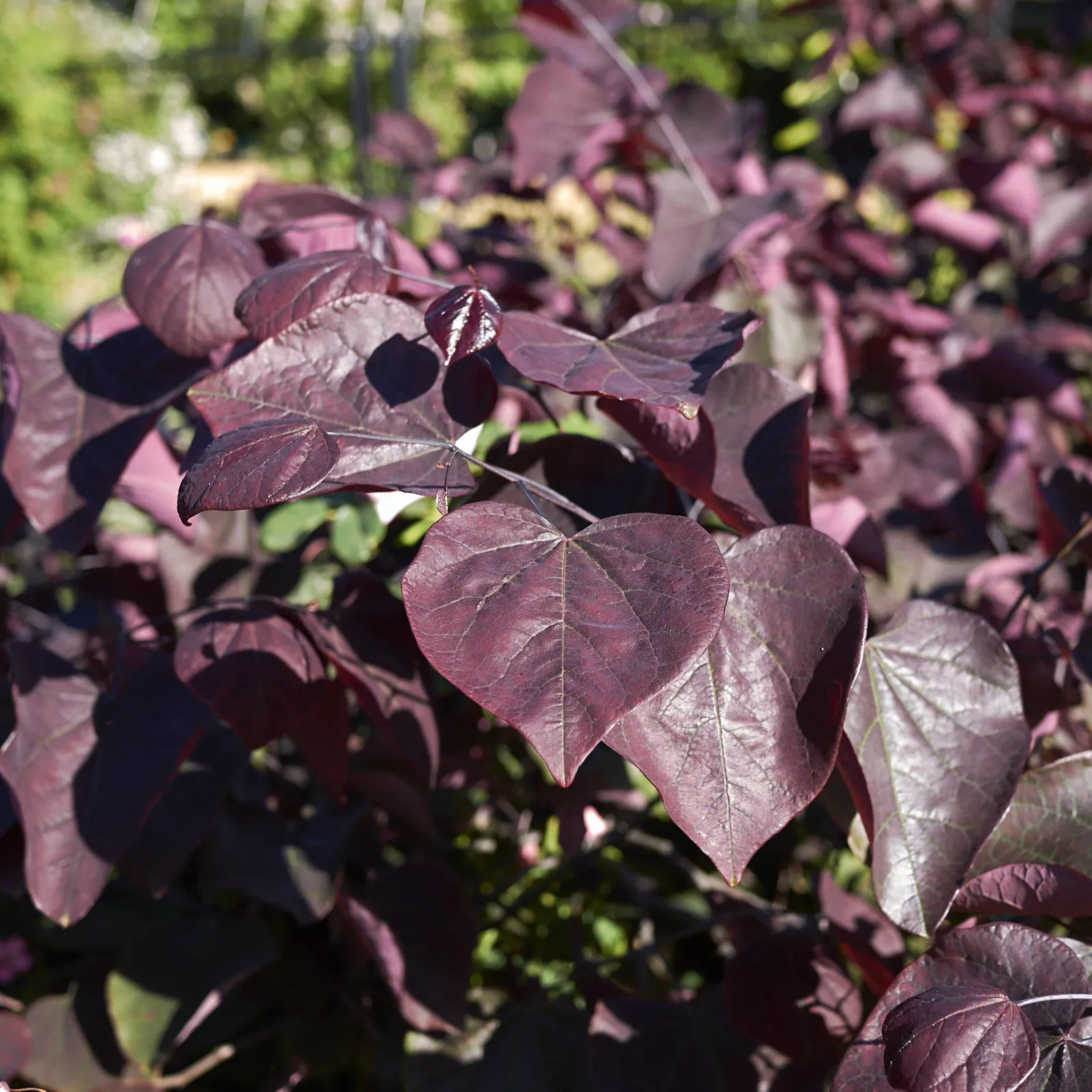 Cercis canadensis ‘Forest Pansy’ — katalog fotoğrafı
