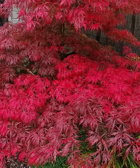 Acer palmatum dissectum ‘Garnet’ — katalog fotoğrafı