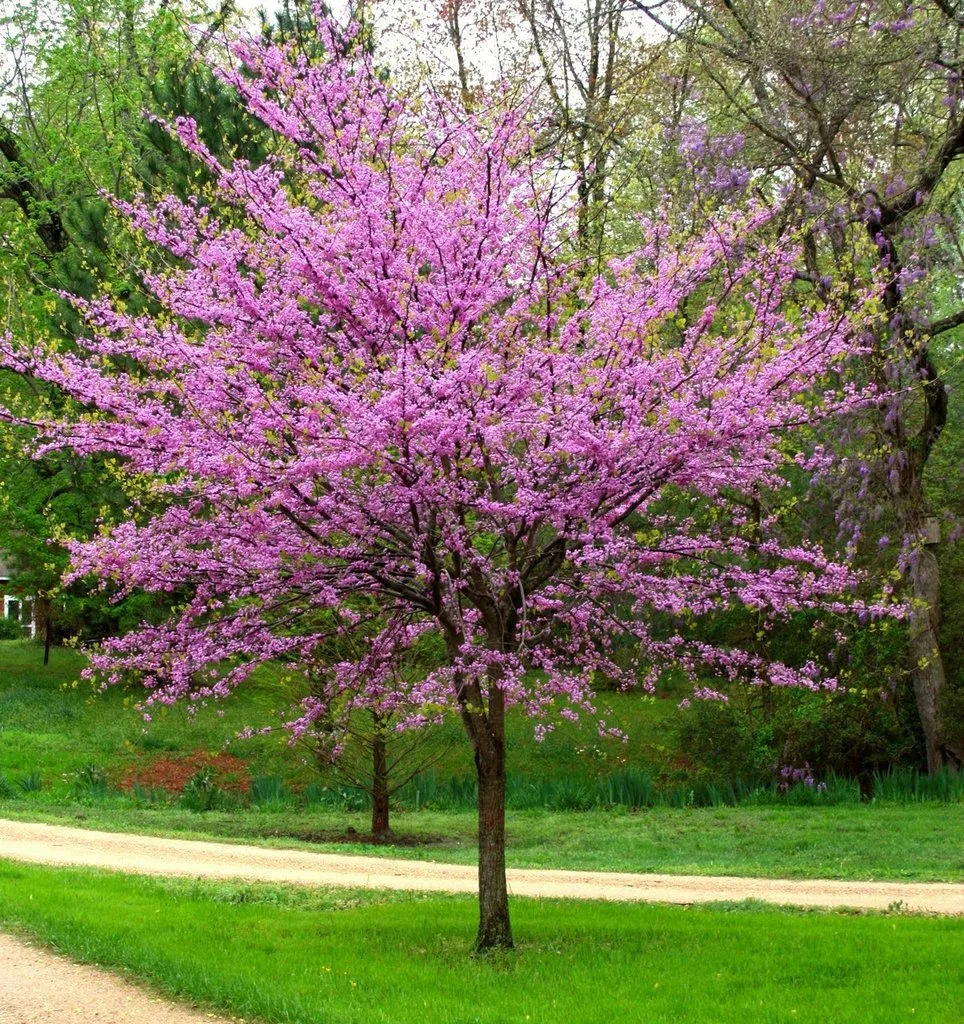 Cercis canadensis — katalog fotoğrafı