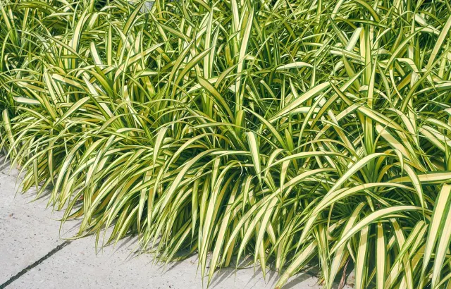 Carex morrowii ‘Vanilla Ice’ — katalog fotoğrafı