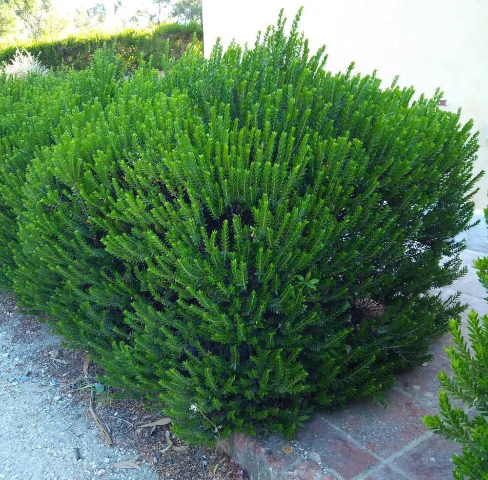 Myrtus communis subsp. tarentina — katalog fotoğrafı
