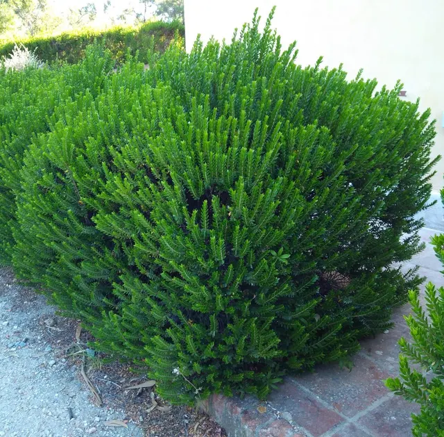 Myrtus communis subsp. tarentina — katalog fotoğrafı