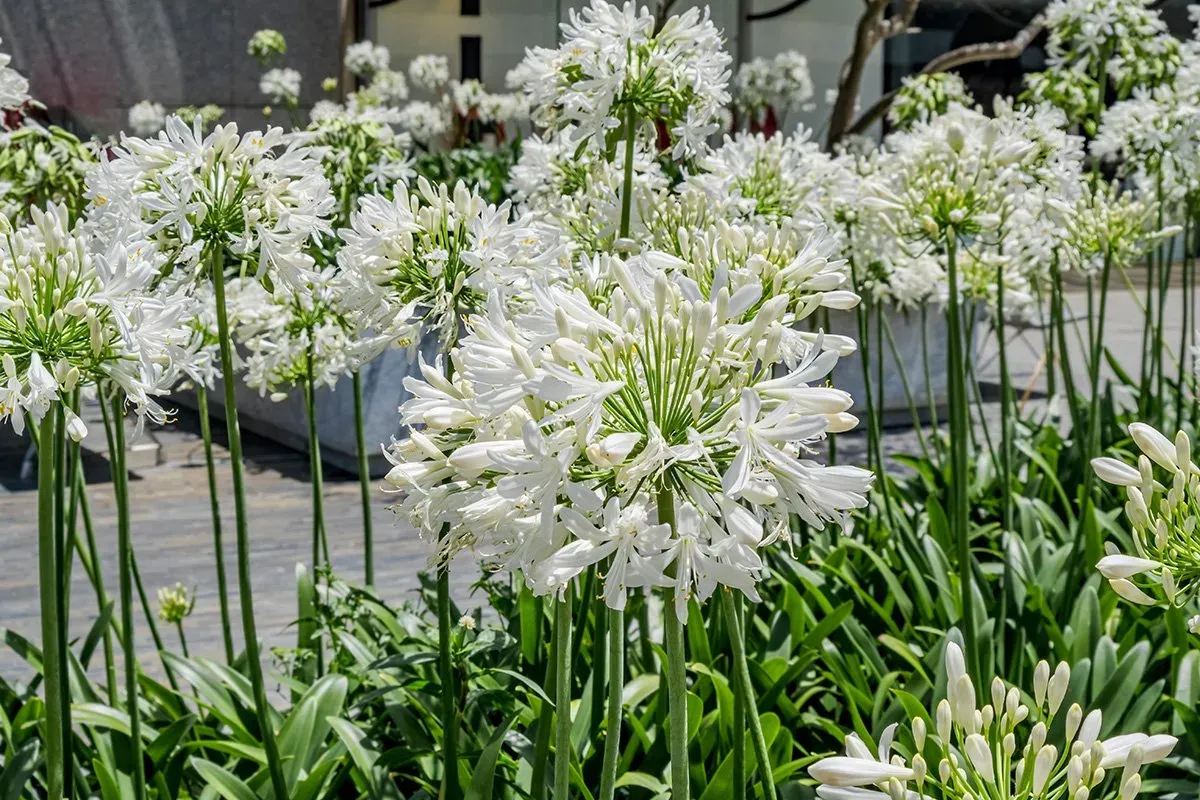 Agapanthus Africanus ’white’ — katalog fotoğrafı