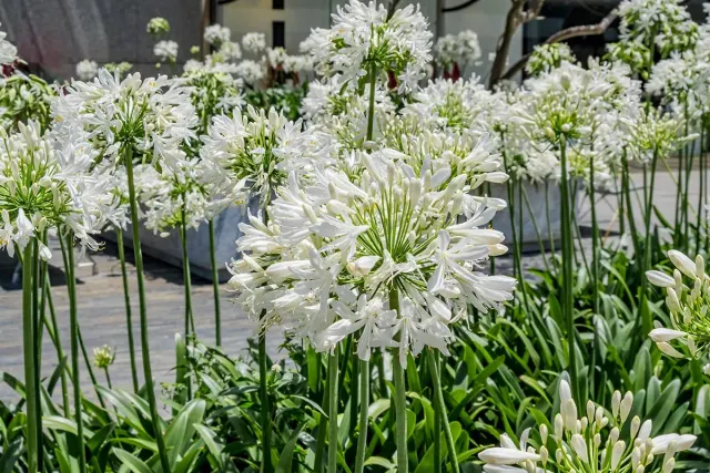 Agapanthus Africanus ’white’ — katalog fotoğrafı