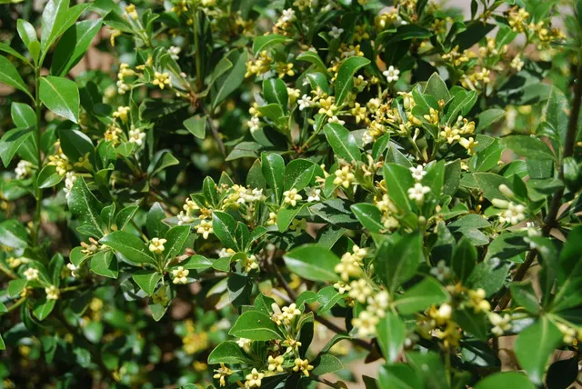 Pittosporum heterophyllum — katalog fotoğrafı
