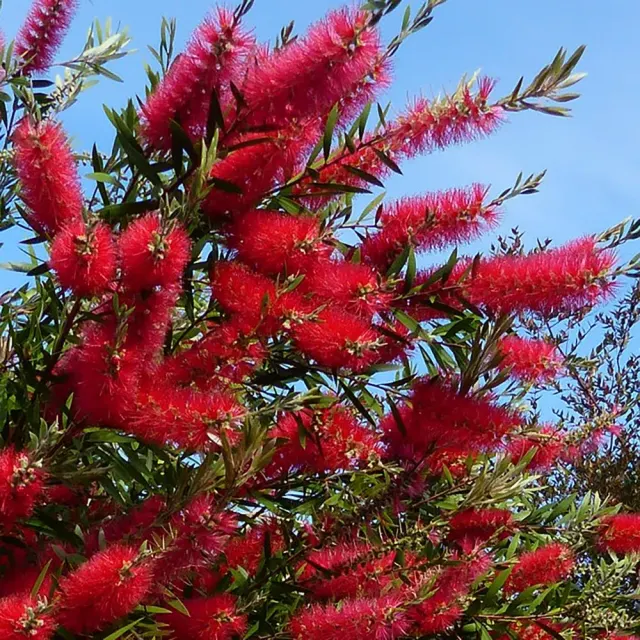 Callistemon sp. — katalog fotoğrafı