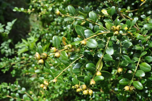 Buxus sempervirens — katalog fotoğrafı