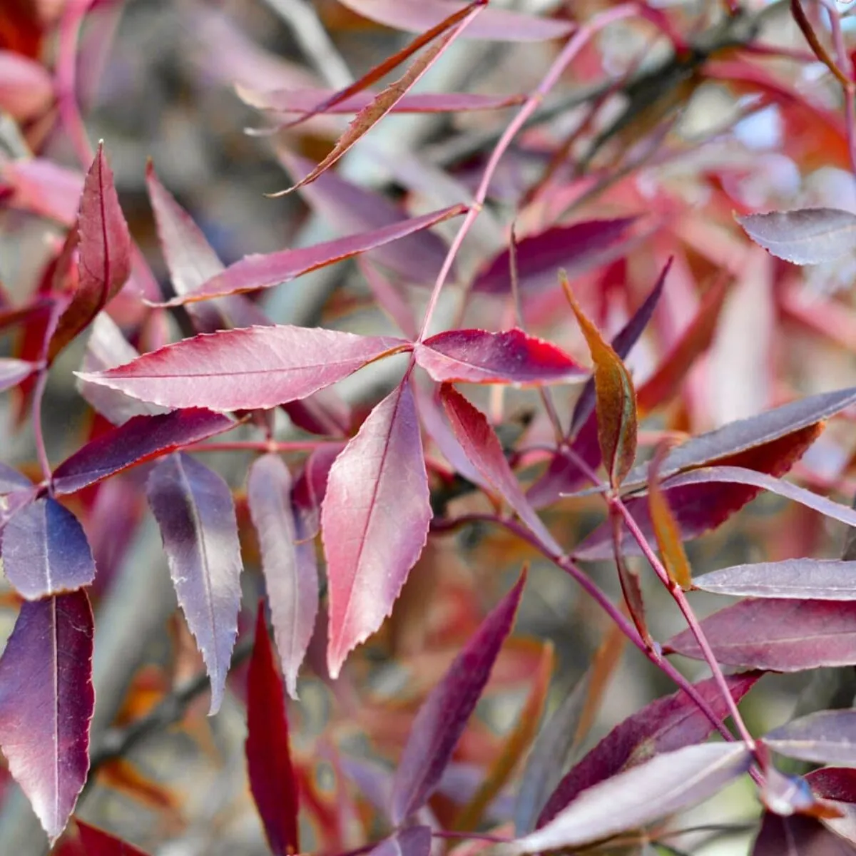 Fraxinus angustifolia ‘Raywood’ — katalog fotoğrafı