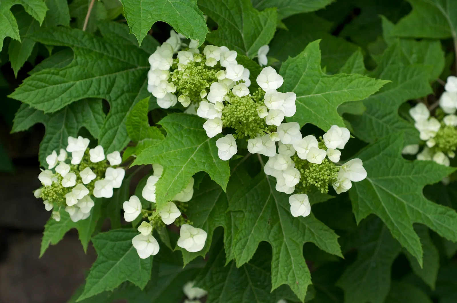 Hydrangea quercifolia — katalog fotoğrafı