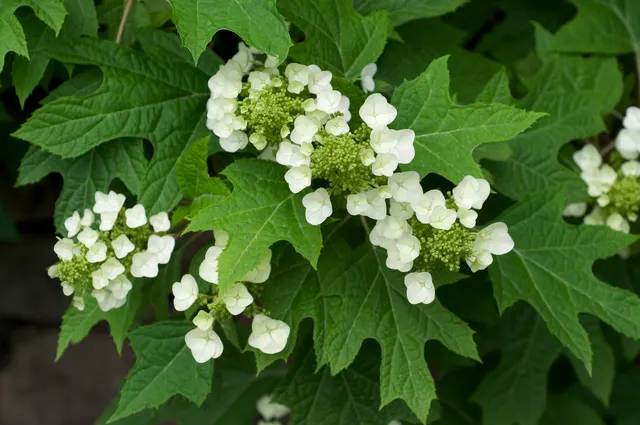 Hydrangea quercifolia — katalog fotoğrafı
