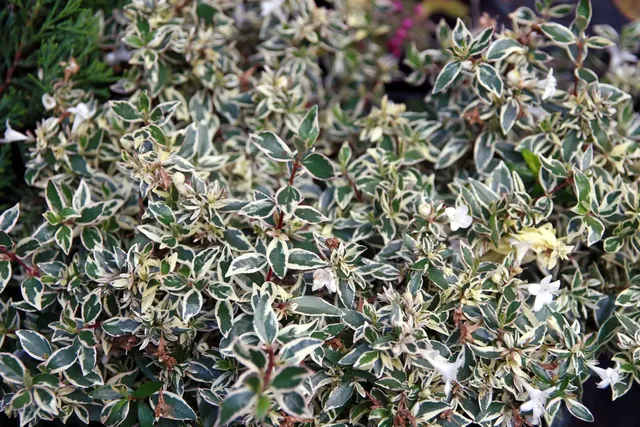Abelia × grandiflora ‘Confetti’ — katalog fotoğrafı