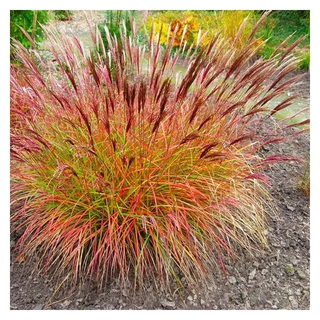 Miscanthus sinensis ‘Red Chief’ — katalog fotoğrafı