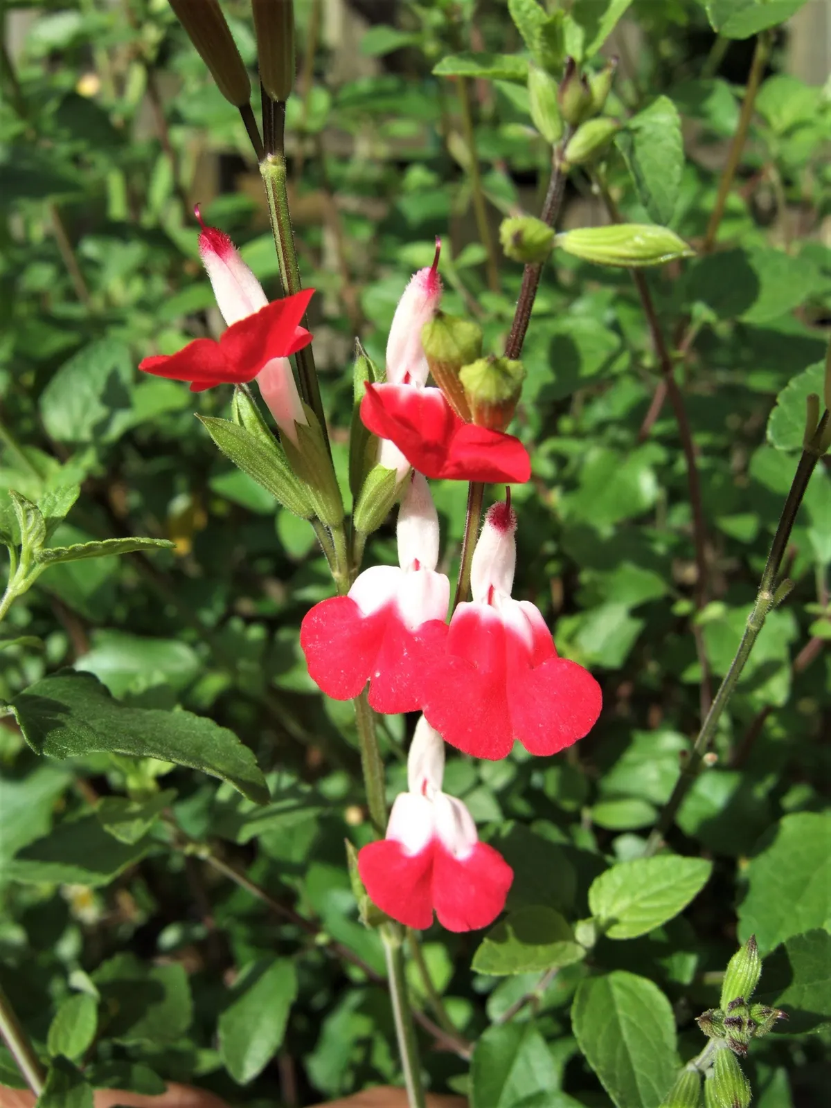 Salvia × jamensis ‘Hotlips’ — katalog fotoğrafı