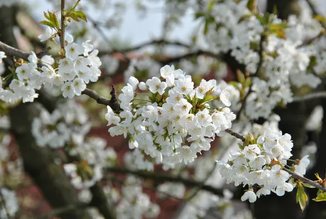 Prunus avium — katalog fotoğrafı