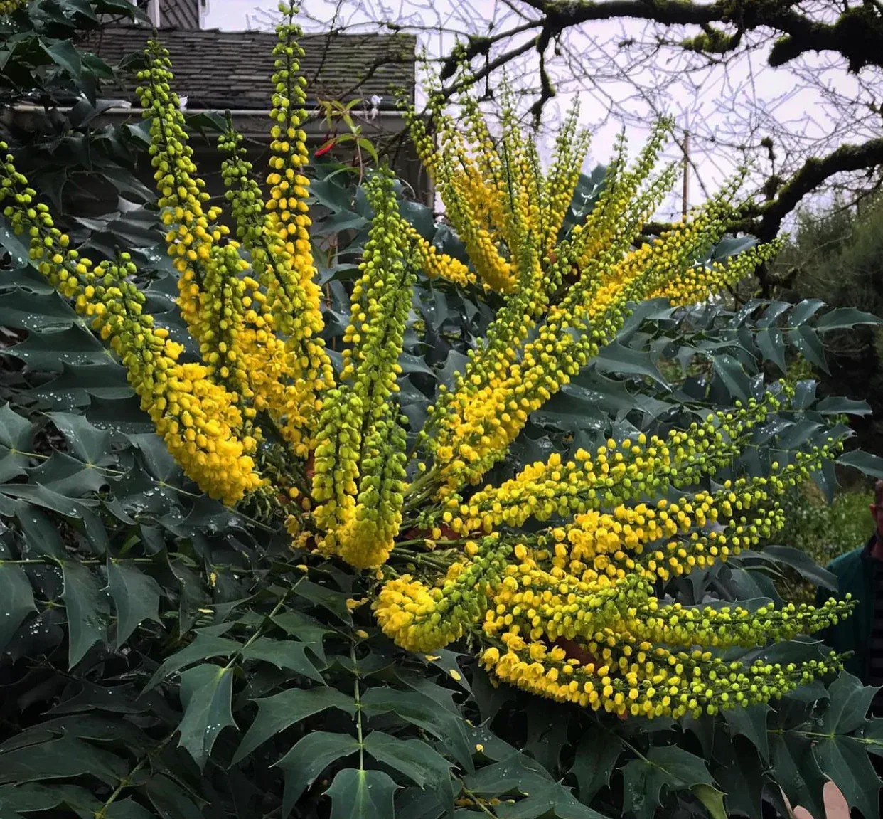 Mahonia × media ‘Winter Sun’ — katalog fotoğrafı